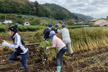 そば収穫・そば打ち体験