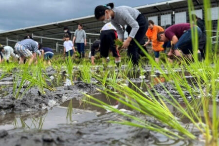 ふるさと魅力発見隊（利根町田植え）