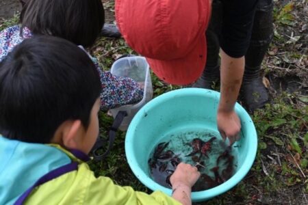 ふるさと魅力発見隊（利根町田植え）