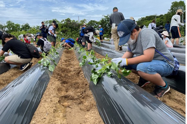 潮来市で「ふるさと魅力発見隊 田植え・いも苗植え・交流会」を実施しました