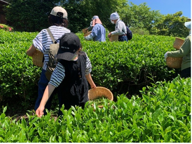 大子町で「ふるさと魅力発見隊茶摘み・茶葉料理体験会」を実施しました