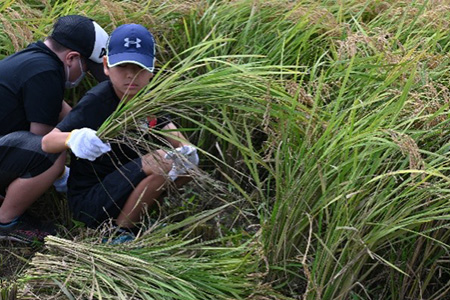 潮来市で「ふるさと魅力発見隊 稲刈り・芋掘り体験」を実施しました