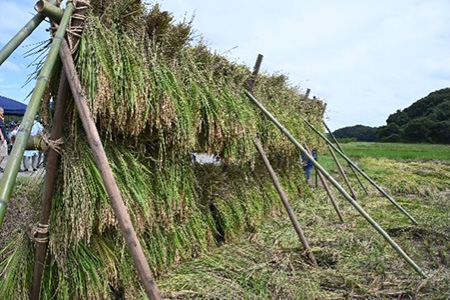 潮来市で「ふるさと魅力発見隊 稲刈り・芋掘り体験」を実施しました