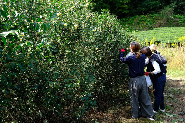 大子町で「ふるさと魅力発見隊 茶の実収穫・アクセサリー作り体験」を実施しました