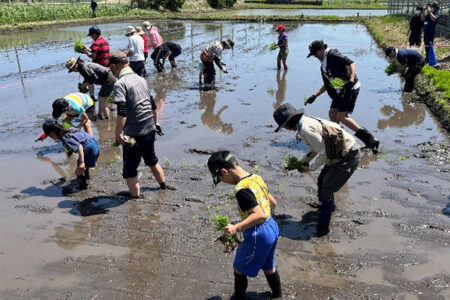 利根町で「ふるさと魅力発見隊 田植え体験」を実施しました