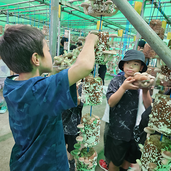 城里町で稲刈り体験を開催しました