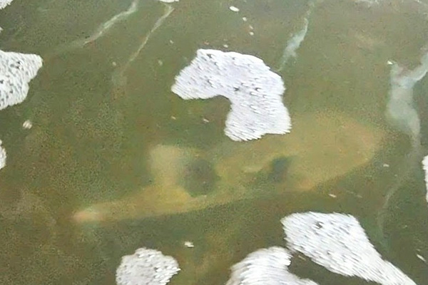 現地研修会(トラフグ)
